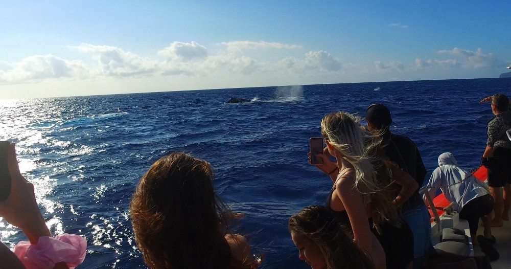Whale Watching Adventure in Hawaii